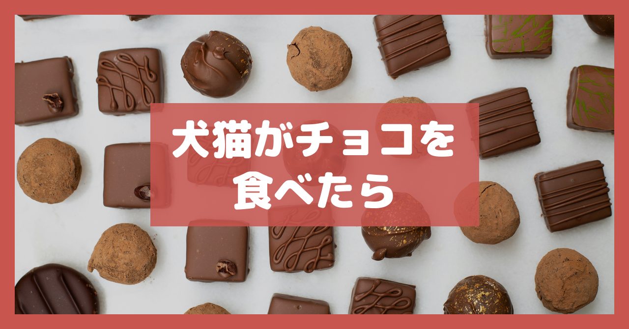 犬猫がチョコを食べたら